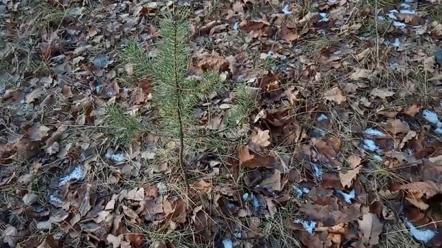 АРХИВ 19-Й ГОД. ПРОГУЛКА. ПОКАЗАЛА СТЁПЕ ОЗЕРО И ЛЕС ЗА ОЗЕРОМ. смотреть онлайн