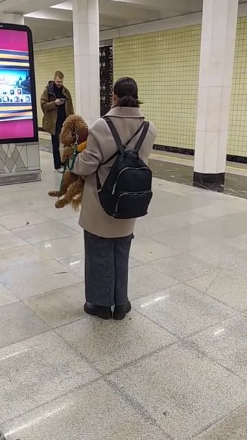 Собака — друг человека! Если с другом вышел в путь — веселей дорога!