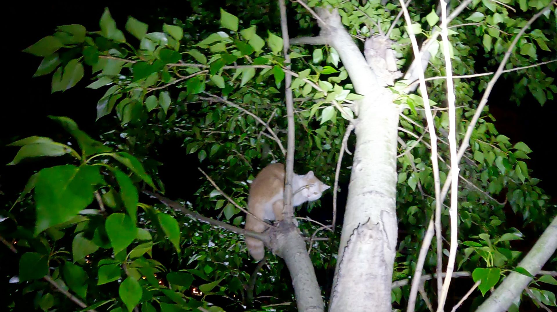 Мутя очень пуглив.. ещё и в темноте