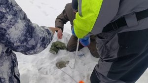 Светлые Горы НАЛИМ2 07.02.2026г.