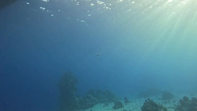 дайвинг в Египте;Шарм-эль-шейх; барракуда смотреть онлайн