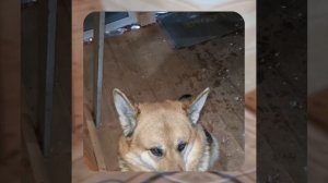 1000048031.mp4 (Собака наблюдает за устройством лестницы на 2 этаж в доме А-фрейм)