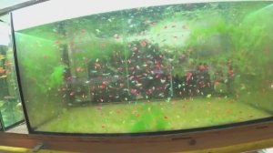 Неделю прогулял