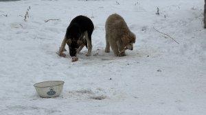 Что стало с щенками, которых мы спасли на улице