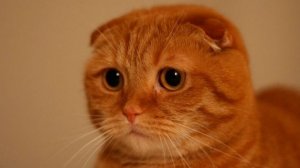 ЗАВЕЛ КОТА!!!