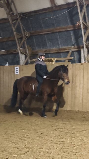 Вика и Аквилон, рысь без седла.