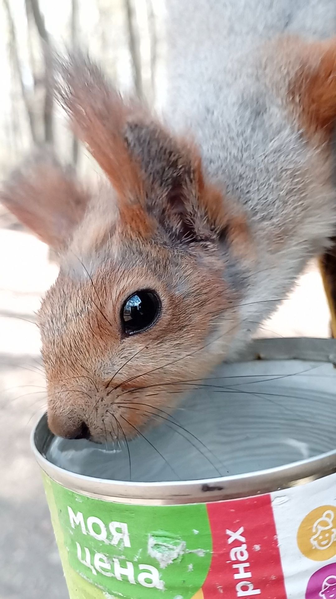 Пьющая белка. Апрель 2023