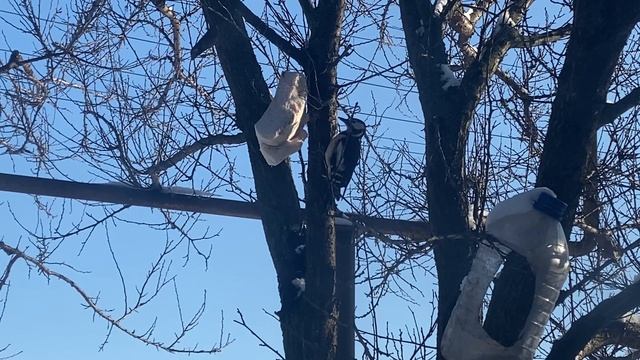 Кормлю ДЯТЛА салом и ГАЛО- атмосферное оптическое явление.