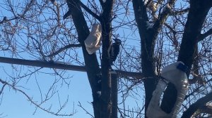 🐧Кормлю ДЯТЛА салом и ГАЛО- атмосферное оптическое явление.