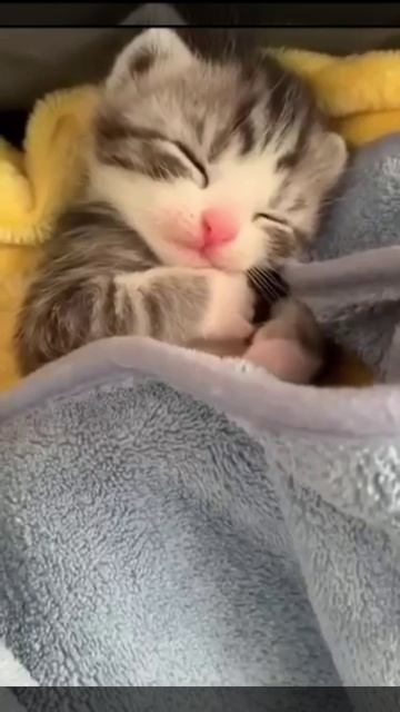 Маленькая булочка еще не проснулась до конца. Можете лайкнуть, но тихонечко🥰