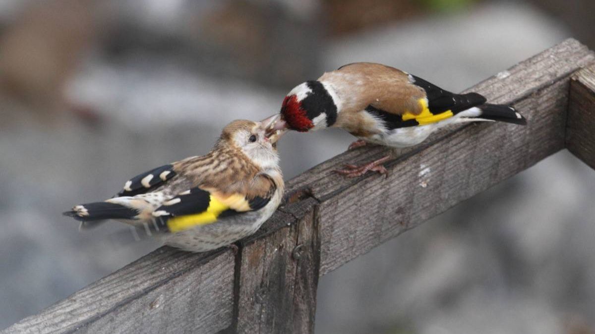 Обыкновенный щегол - Птицы России - Фильм 50 смотреть онлайн