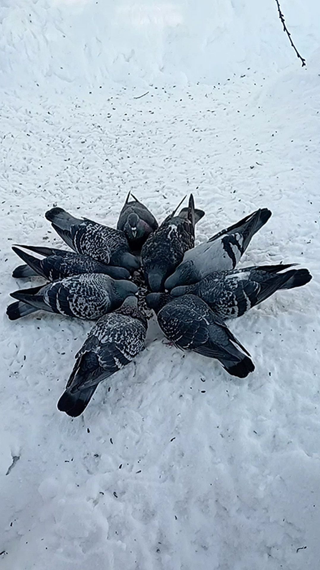 Голуби смотреть онлайн