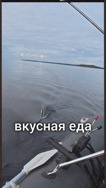 Добро пожаловать к нам на канал🤍 подписывайся и будем дружить! рыбалка троллинг на Ладоге