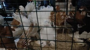 7.02.2026г Ярмарка ст.Бронницы ч.2