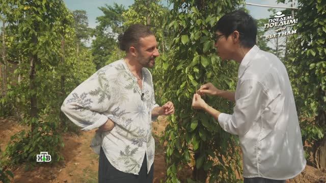 От плантации до тарелки: дегустация перца на острове Фукуок | «Поедем, поедим!» смотреть онлайн