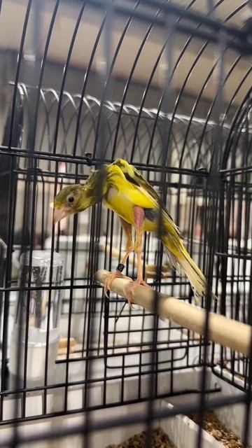 Горбатые канарейки смотреть онлайн