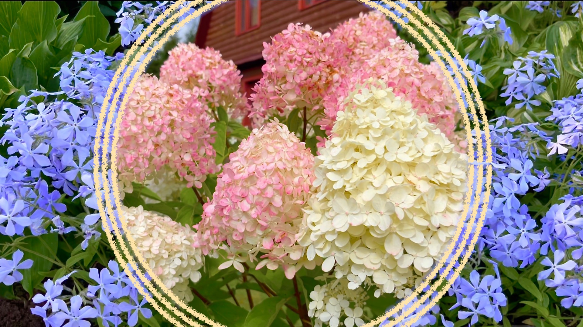 Партнеры для гортензий в смешанных композициях. смотреть онлайн