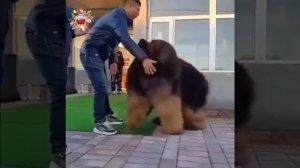 YouCut_20260207_233147417.mp4