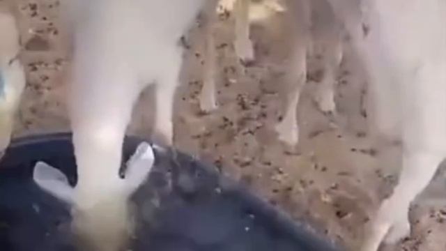 Попили, умылись и охладились