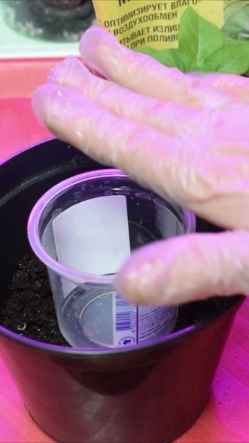 петуния лайфак  два стак 26