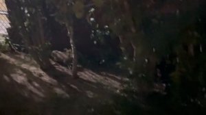 Неведомый зверек