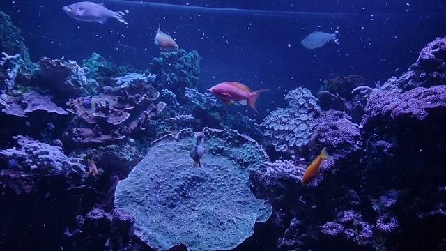 Красивые рыбки. Много-много рыбок. Аквариумные рыбки. Рыбки кушают. Океанариум РИО смотреть онлайн