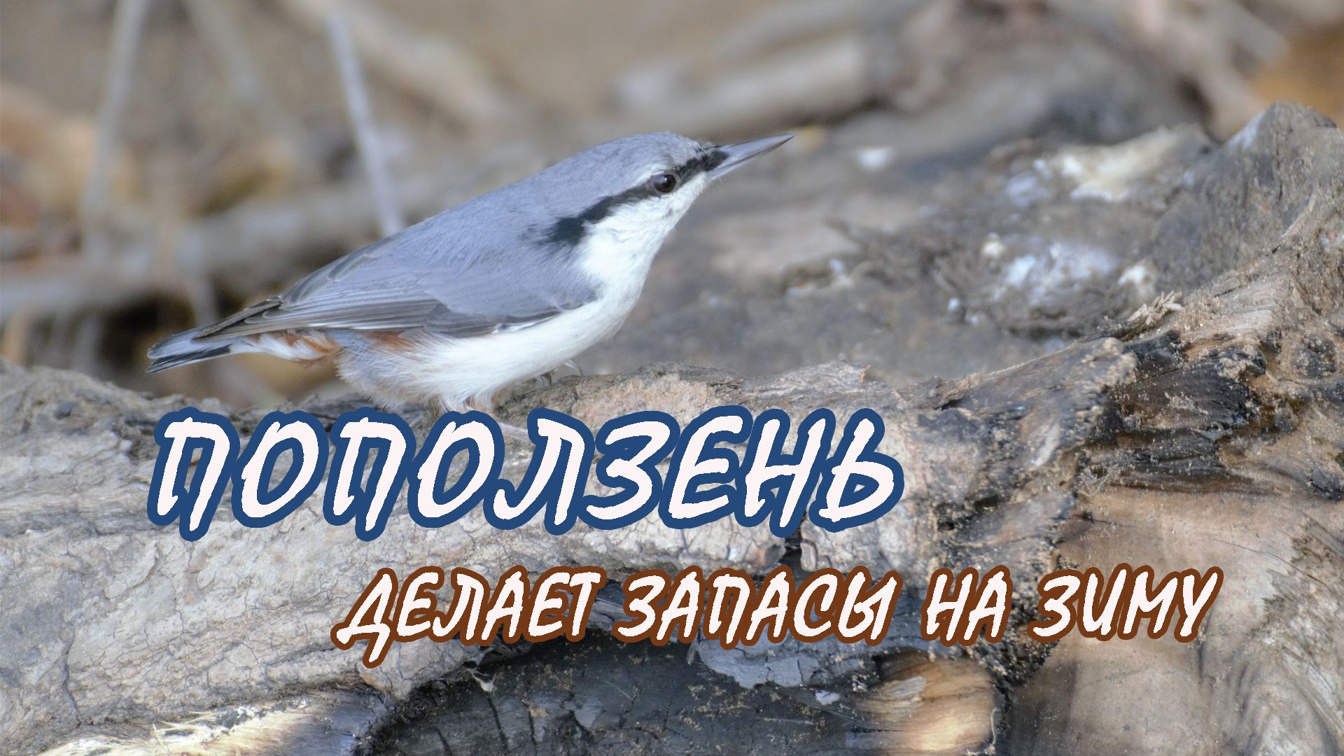 Поползень в лесу делает запасы на зиму. Поползень в лесу делает запасы на зиму.