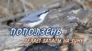 Поползень в лесу делает запасы на зиму.