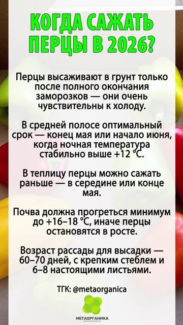 В 2026 году перцы высаживают в грунт