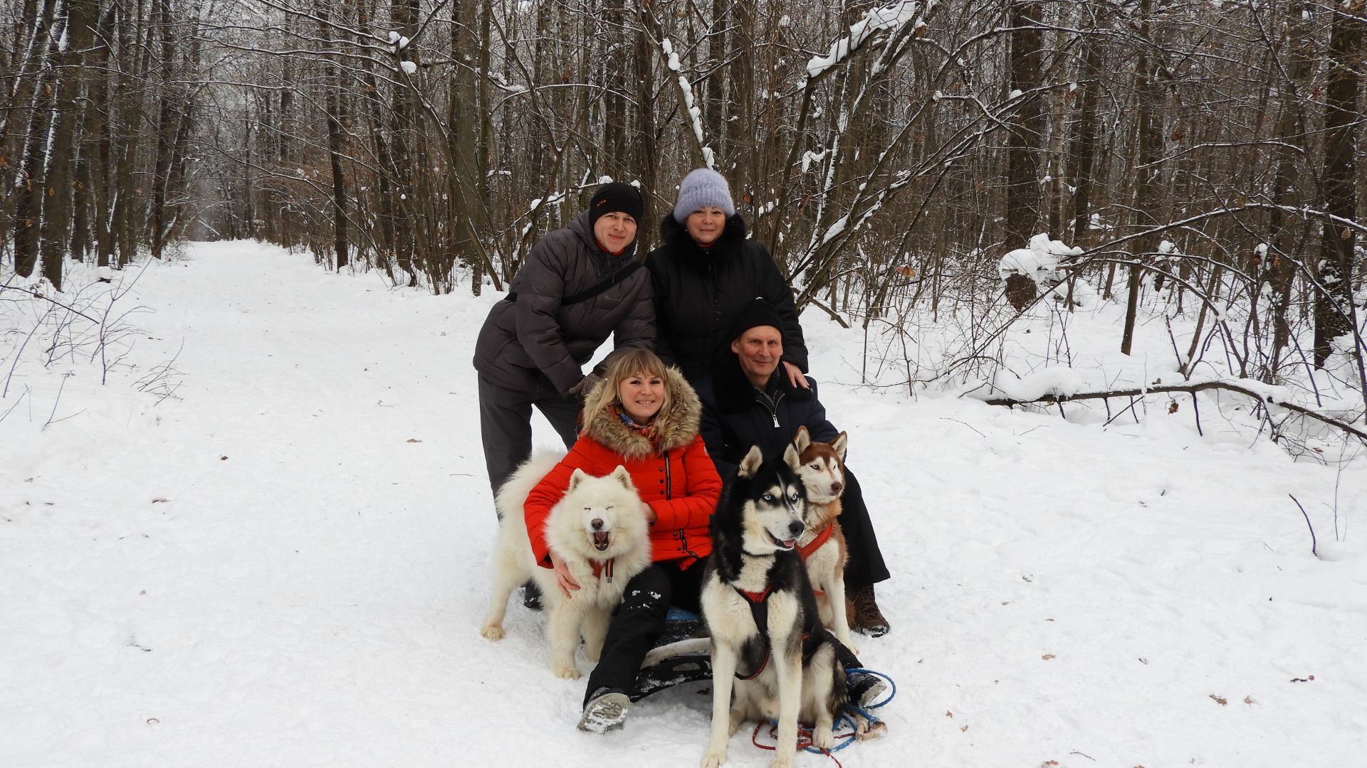 Хаски. Катание на собачьей упряжке смотреть онлайн