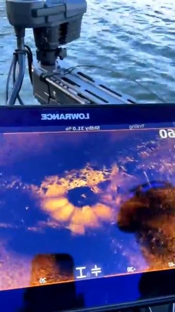 Active target 2XL Live 360