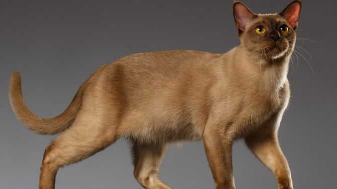 Бурманская кошка смотреть онлайн