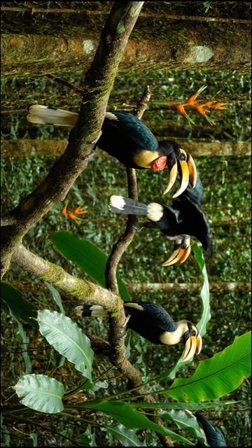 Тропические птицы