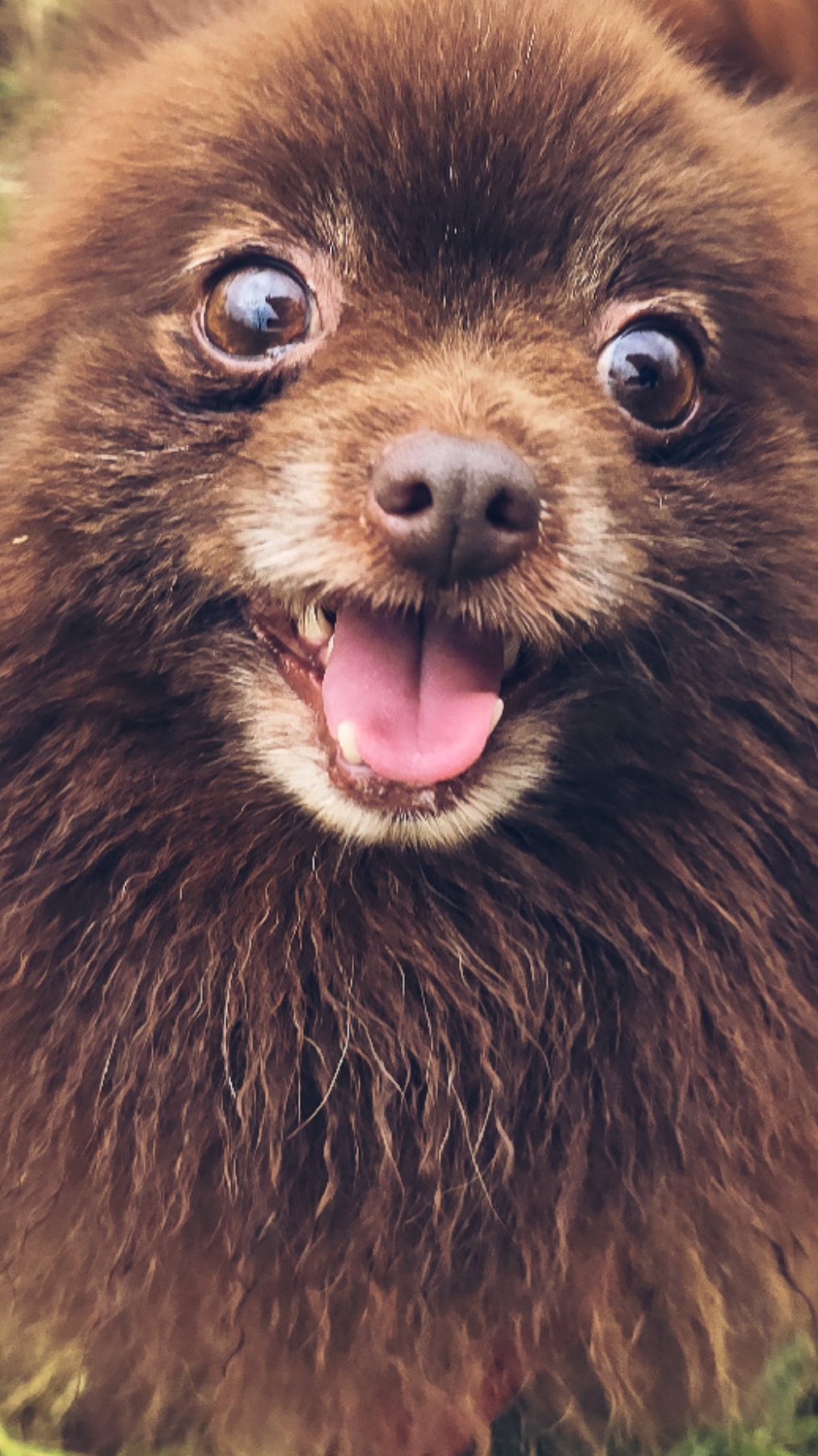 Собака выбивает страйк. #шпиц #собака Собака выбивает страйк. #шпиц #собака