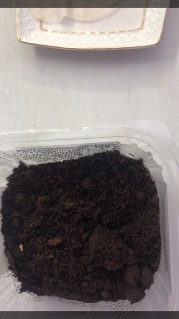 Жакаранда домашняя смотреть онлайн