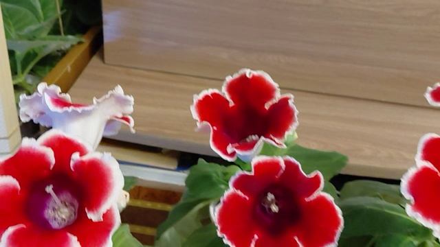 Глоксиния Ред пикоти