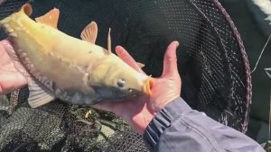 Рыбалка на флэт фидер осенью, на мелкие насадки Pop-Up 10мм