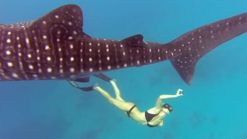 Снятон на Go Pro Рамси и китовая акула.