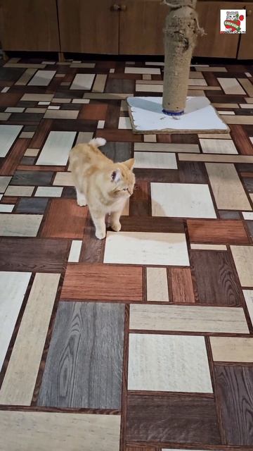 Маленький Рыжуля-Прыжуля на представление продал один билет 😻❤️🎈 Маленький Рыжуля-Прыжуля на представление продал один билет 😻❤️🎈