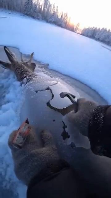 косули замёрзли