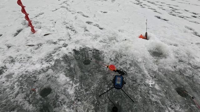 река Богучарка. Окунь Плотва Елец.