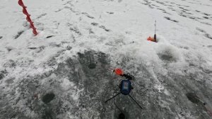 река Богучарка. Окунь Плотва Елец.