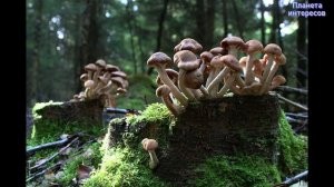 О грибах. Для детей.  Обучающее видео