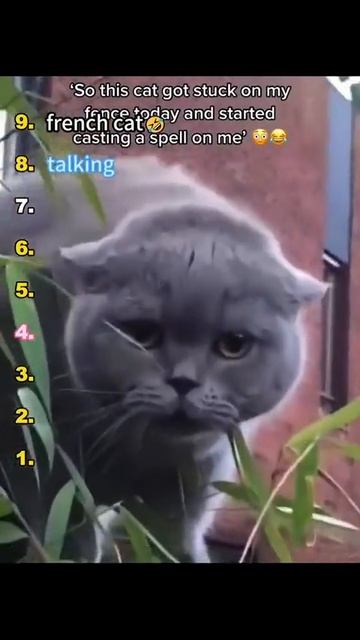 Топ говорящих котов