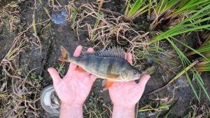 Окуни в Верше!!!