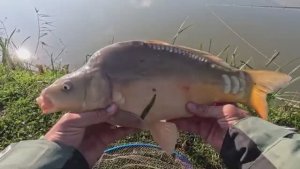 Активный клёв карпа в зимнее время года