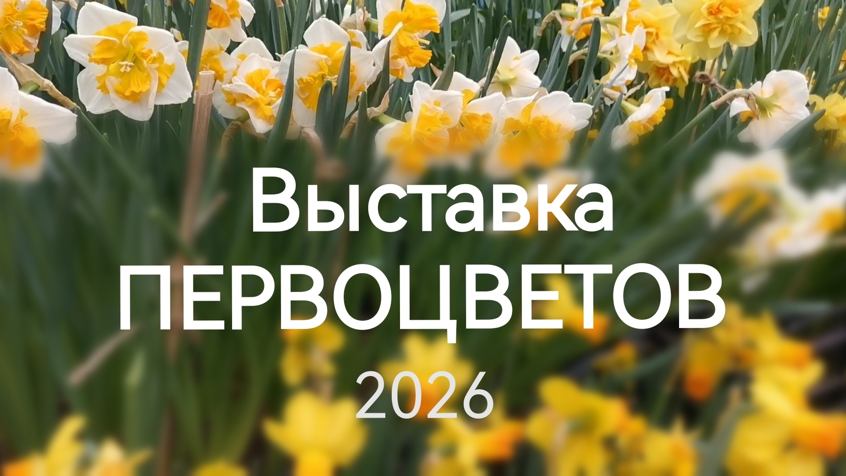 Выставка первоцветов 2026 смотреть онлайн