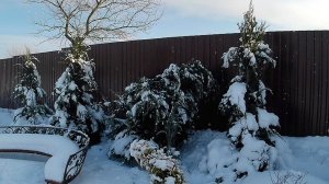 РЕШИЛИ ОЧИСТИТЬ МОЖЖЕВЕЛЬНИКИ ОТ ЛЬДА. 5.02.2026г.