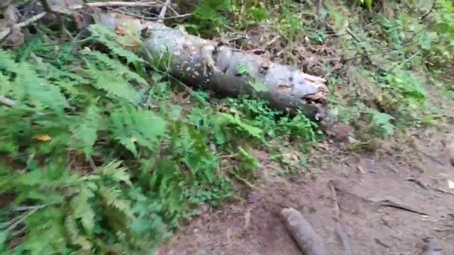 Лесная тропа возле озера Тибиркуль 18.08.24.