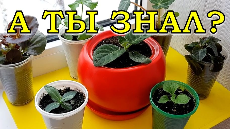 Самые красивые ЦВЕТЫ для посева в ФЕВРАЛЕ🌹🌻🌹🌻🌹 смотреть онлайн